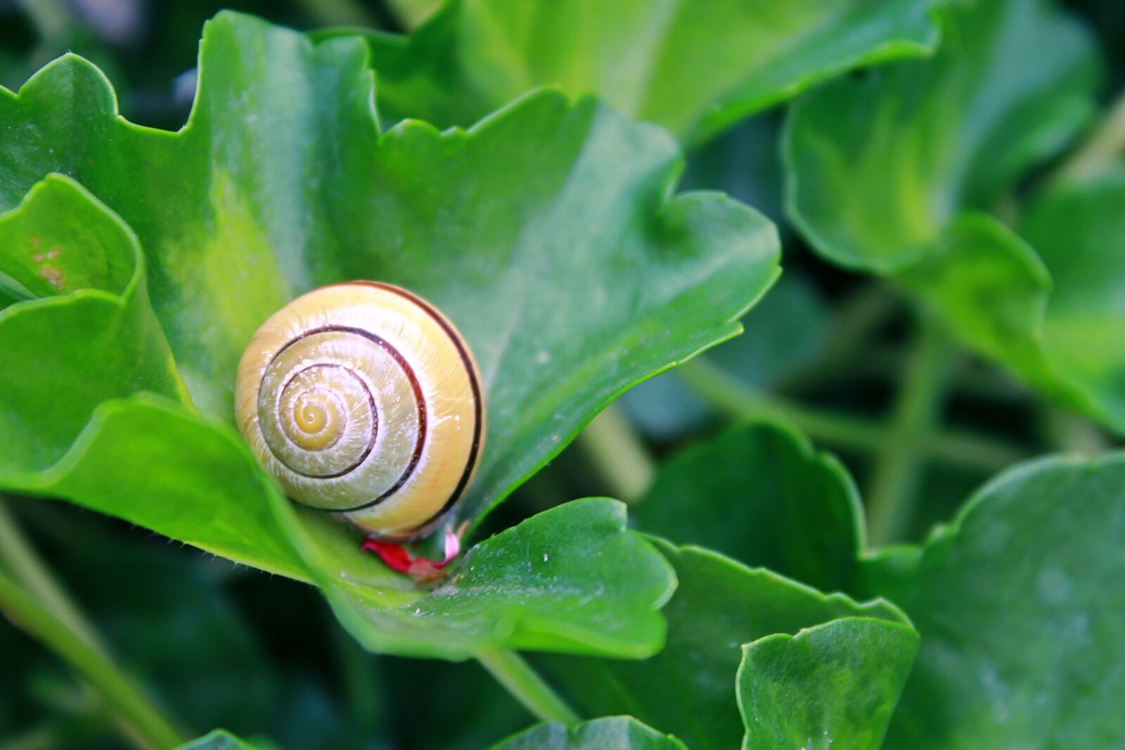 Canon EOS 1200D (EOS Rebel T5 / EOS Kiss X70 / EOS Hi) sample photo. Snail, shell, mollusk photography