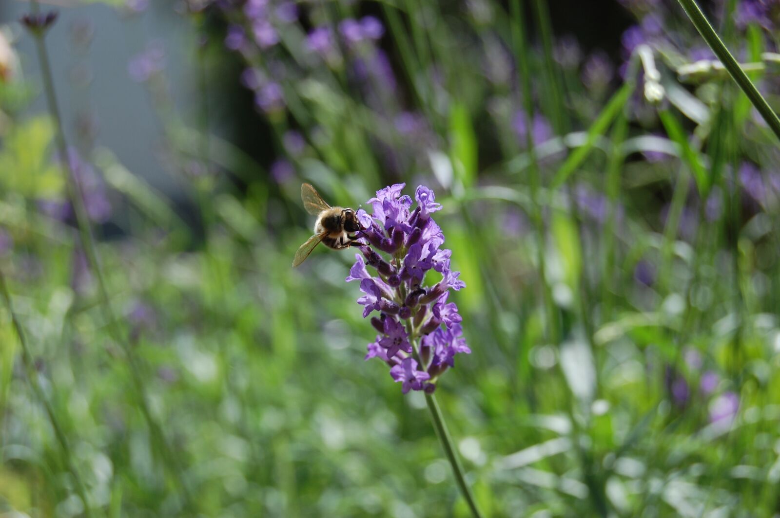 Nikon D40 sample photo. Honey bee, lavender, pollen photography