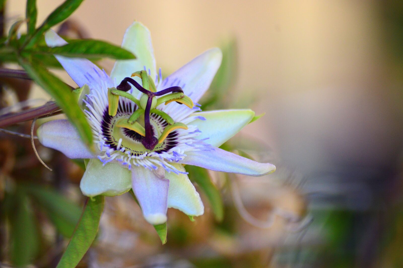 Nikon D3200 sample photo. Flower, passion, croatia photography