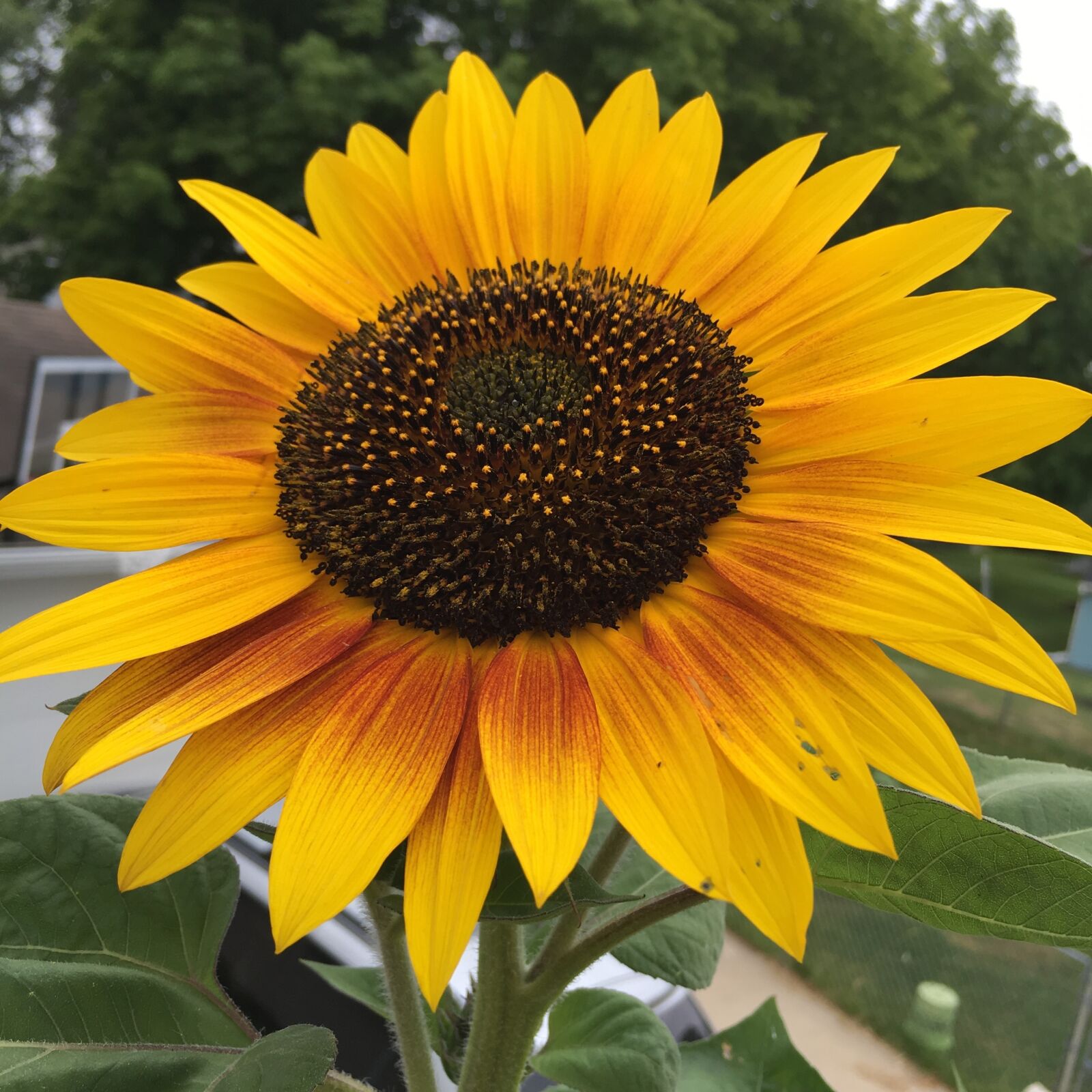 Apple iPhone 6s Plus sample photo. Sunflower, yellow, brown photography