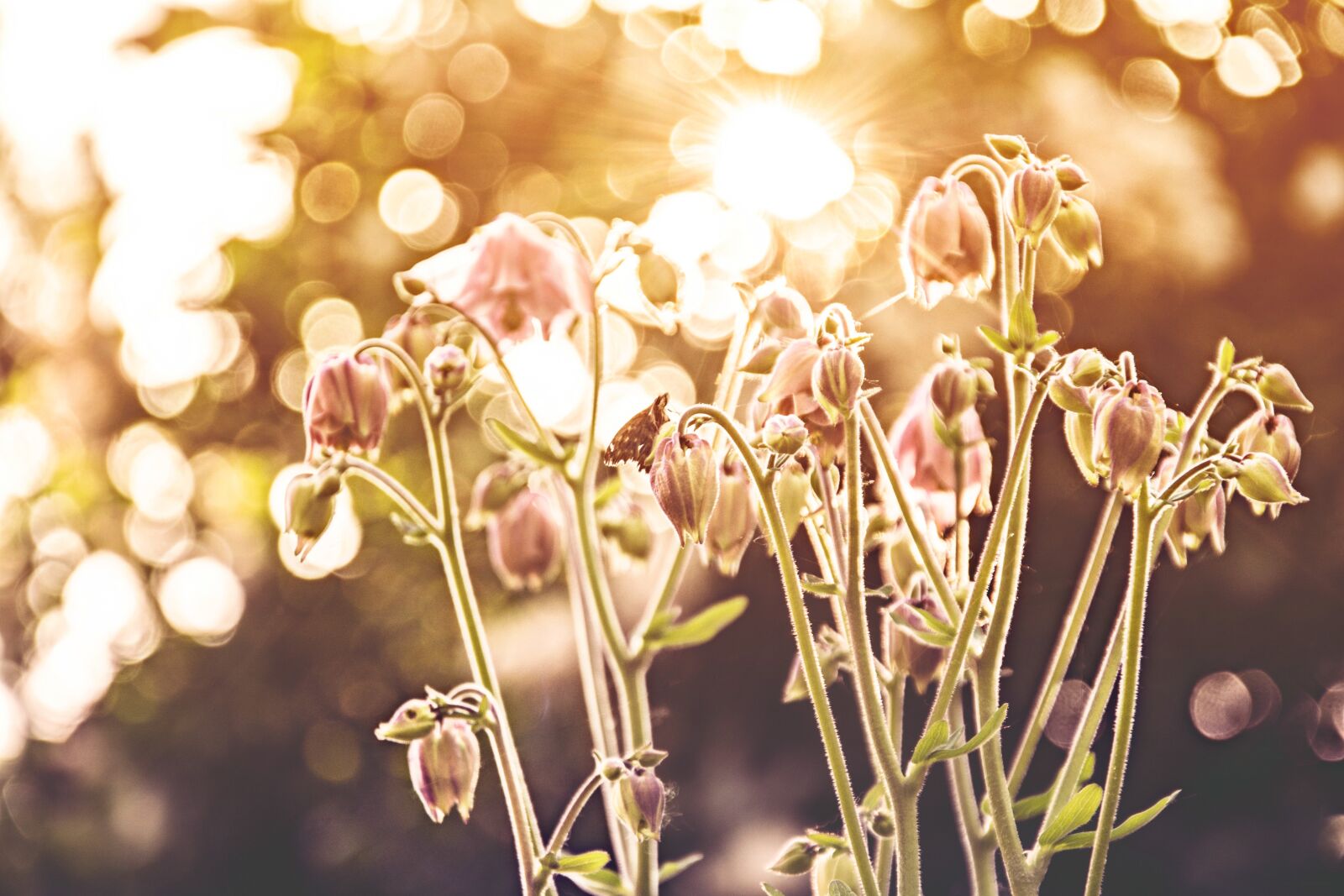 Nikon D7100 sample photo. Flower, plant, nature photography