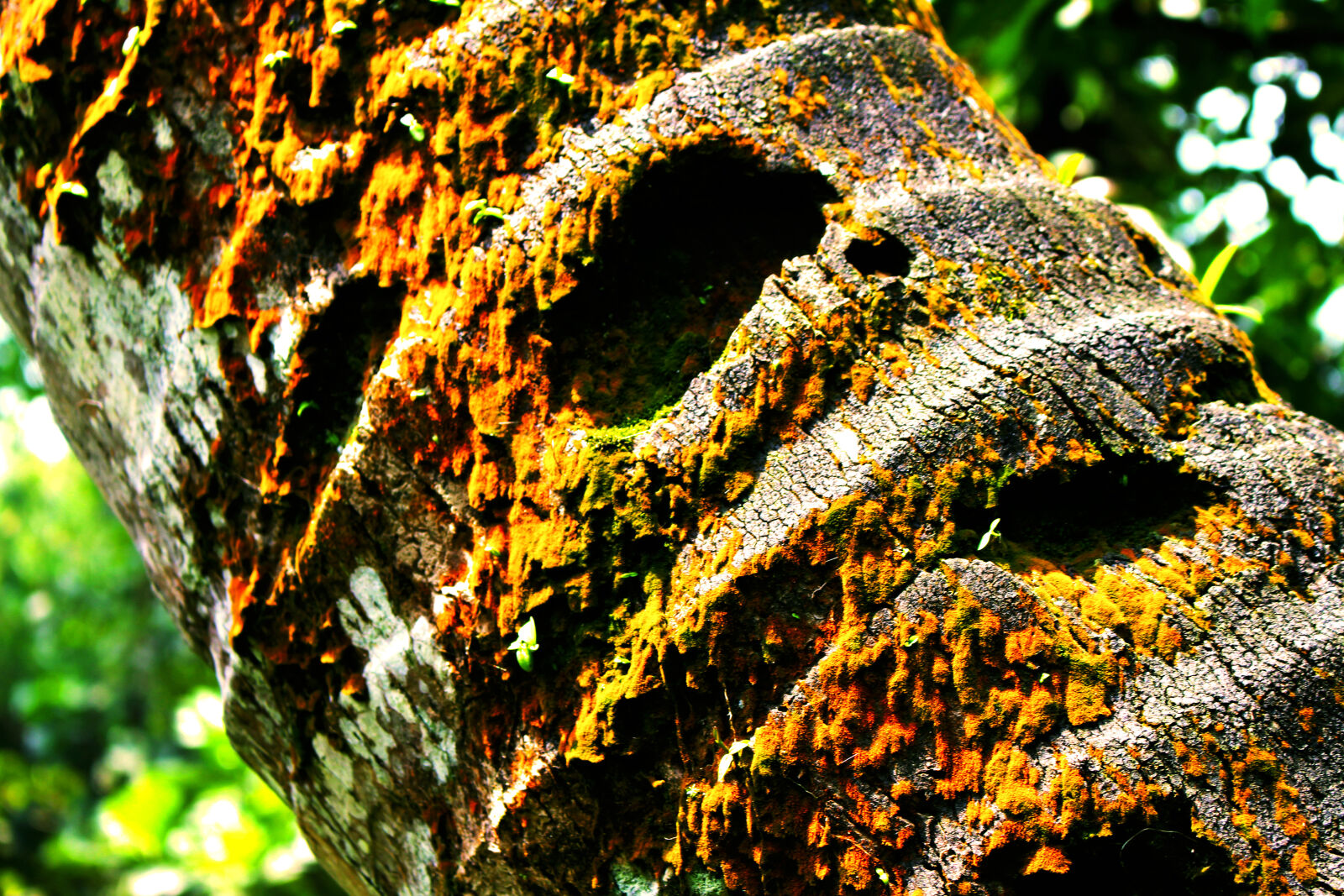 Canon EOS 700D (EOS Rebel T5i / EOS Kiss X7i) sample photo. Great, wood photography