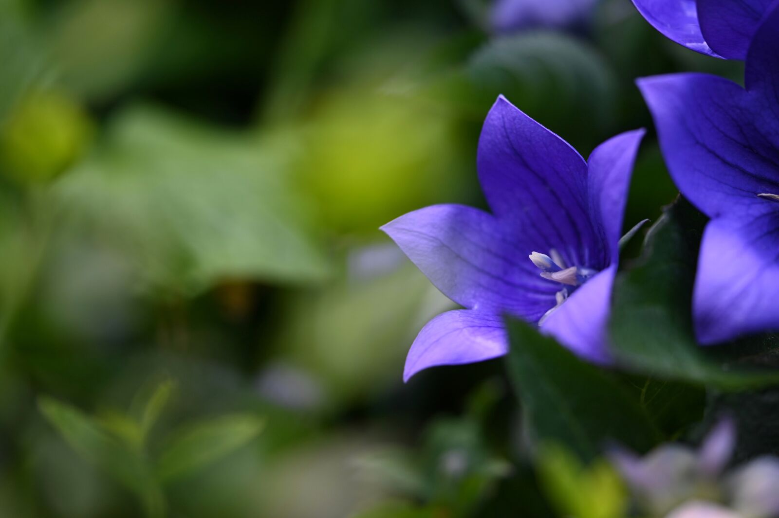 Nikon Z6 sample photo. Flower, blossom, bloom photography