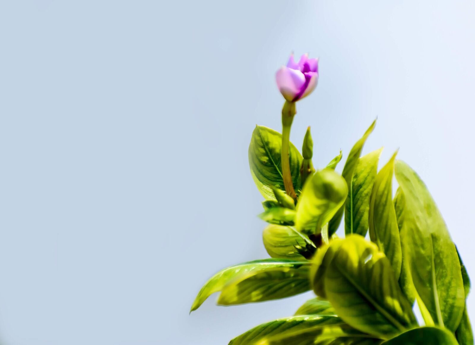 Nikon D3400 sample photo. Flower, bud, bloom photography