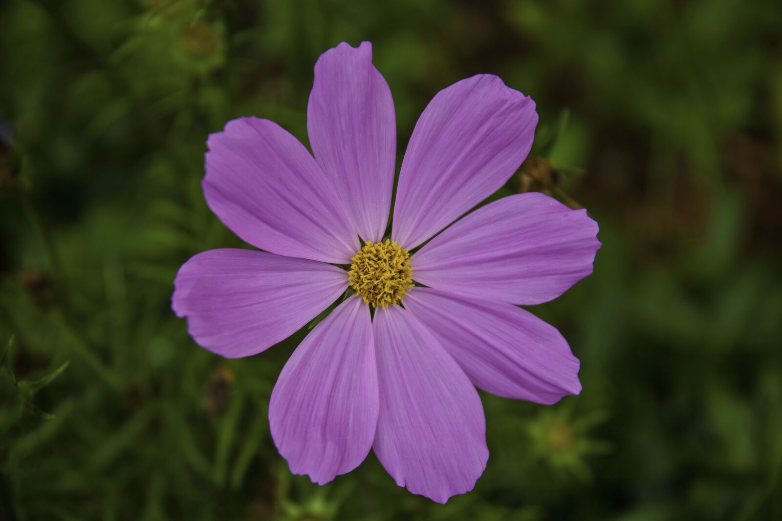 Canon EF 28-300mm F3.5-5.6L IS USM sample photo. Flower, purple flower, bloom photography