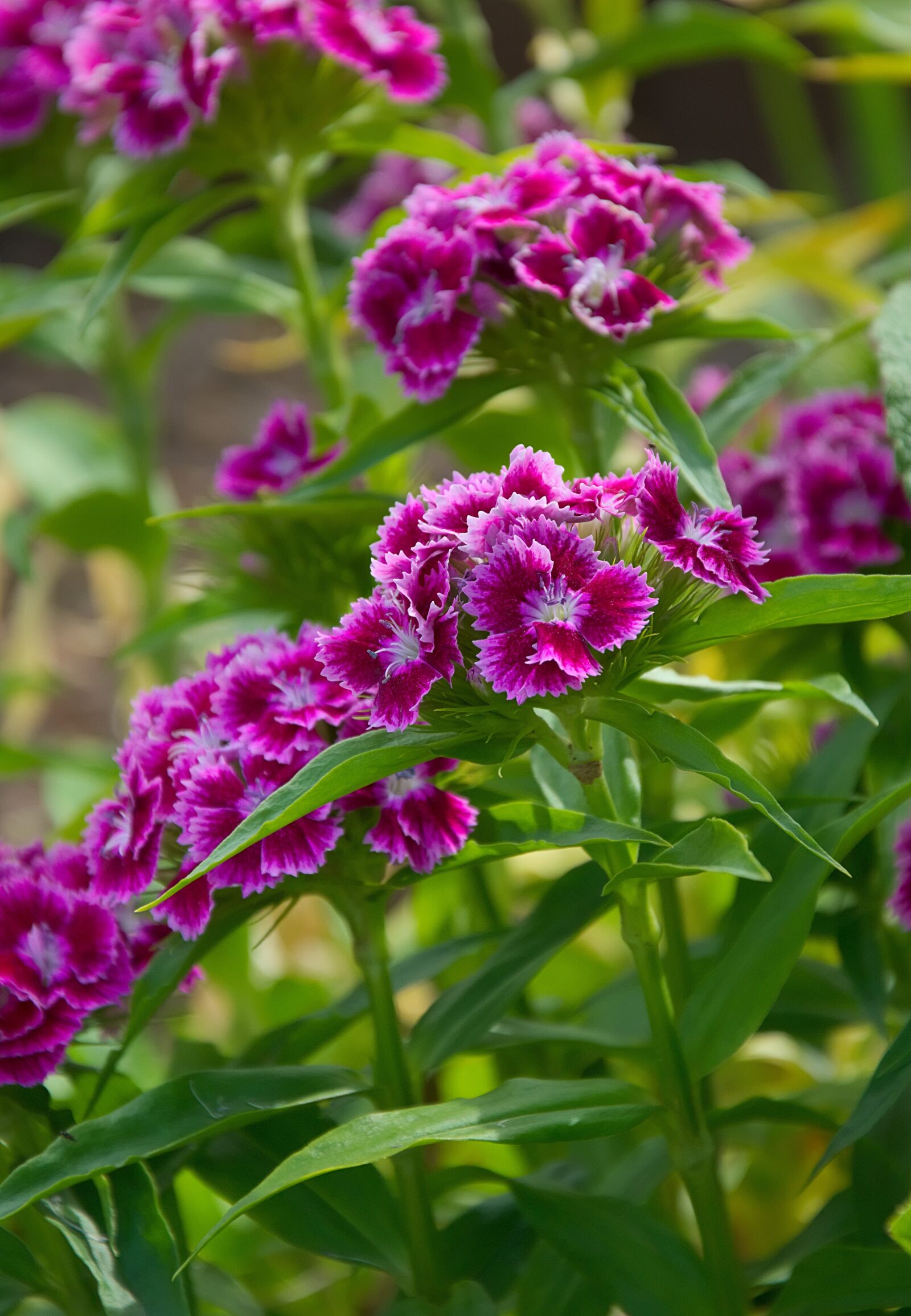 Nikon D3300 sample photo. Stechnelken, flower, red white photography