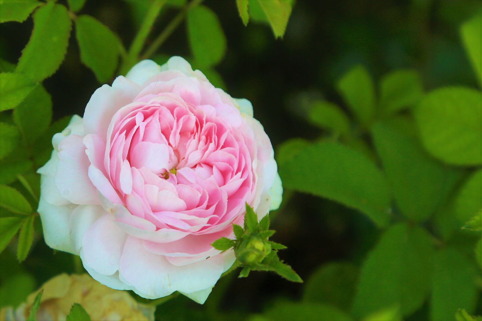 Canon EF 24-105mm F4L IS USM sample photo. Rose, spring, nature photography