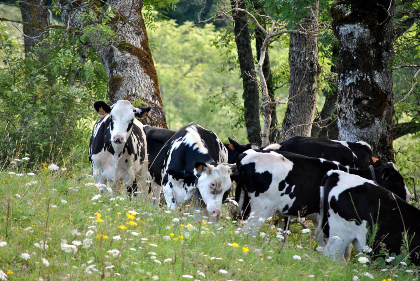 Nikon D3000 sample photo. Cows, auvergne, mountain photography