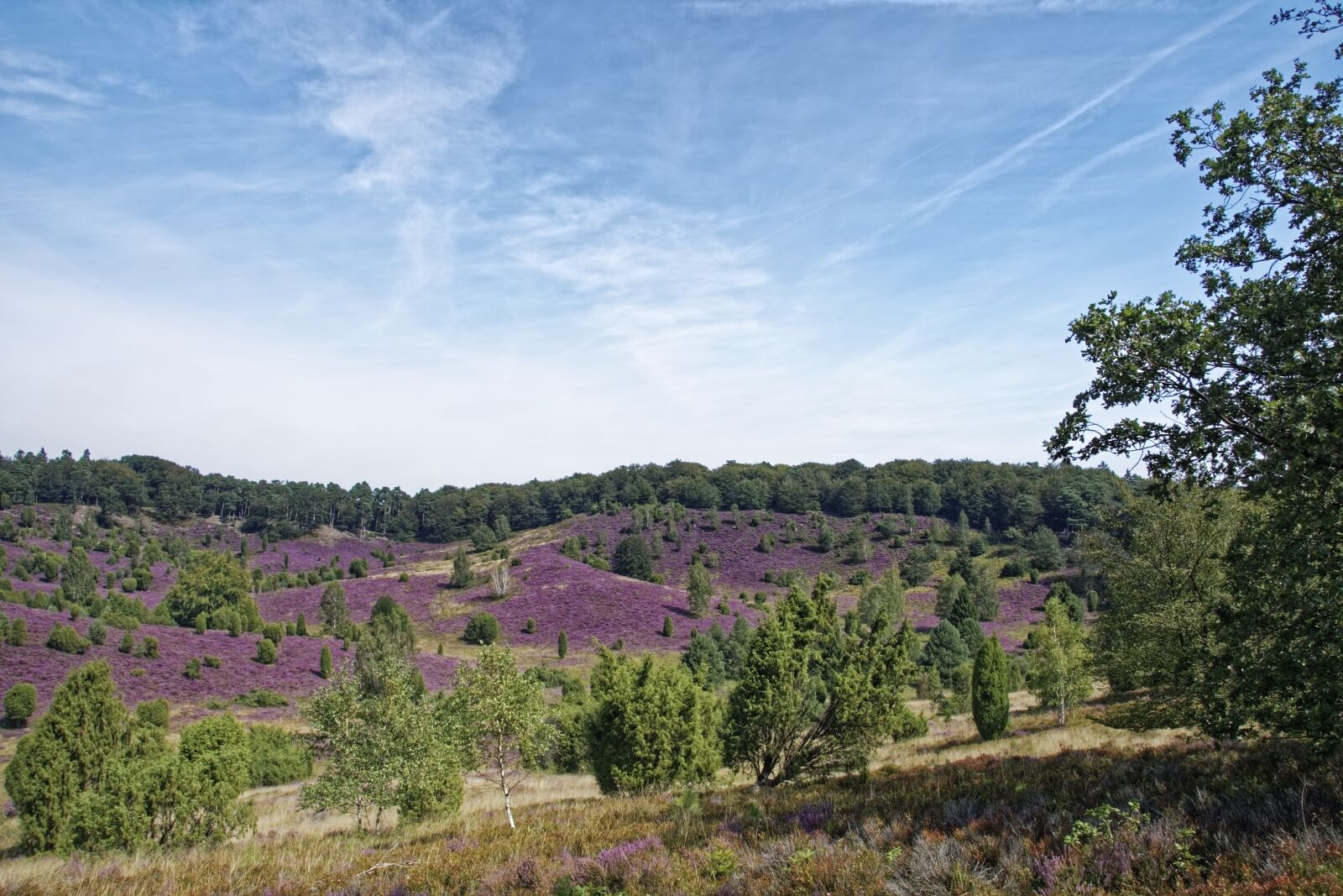 Nikon D500 sample photo. Germany, l neburg heath photography