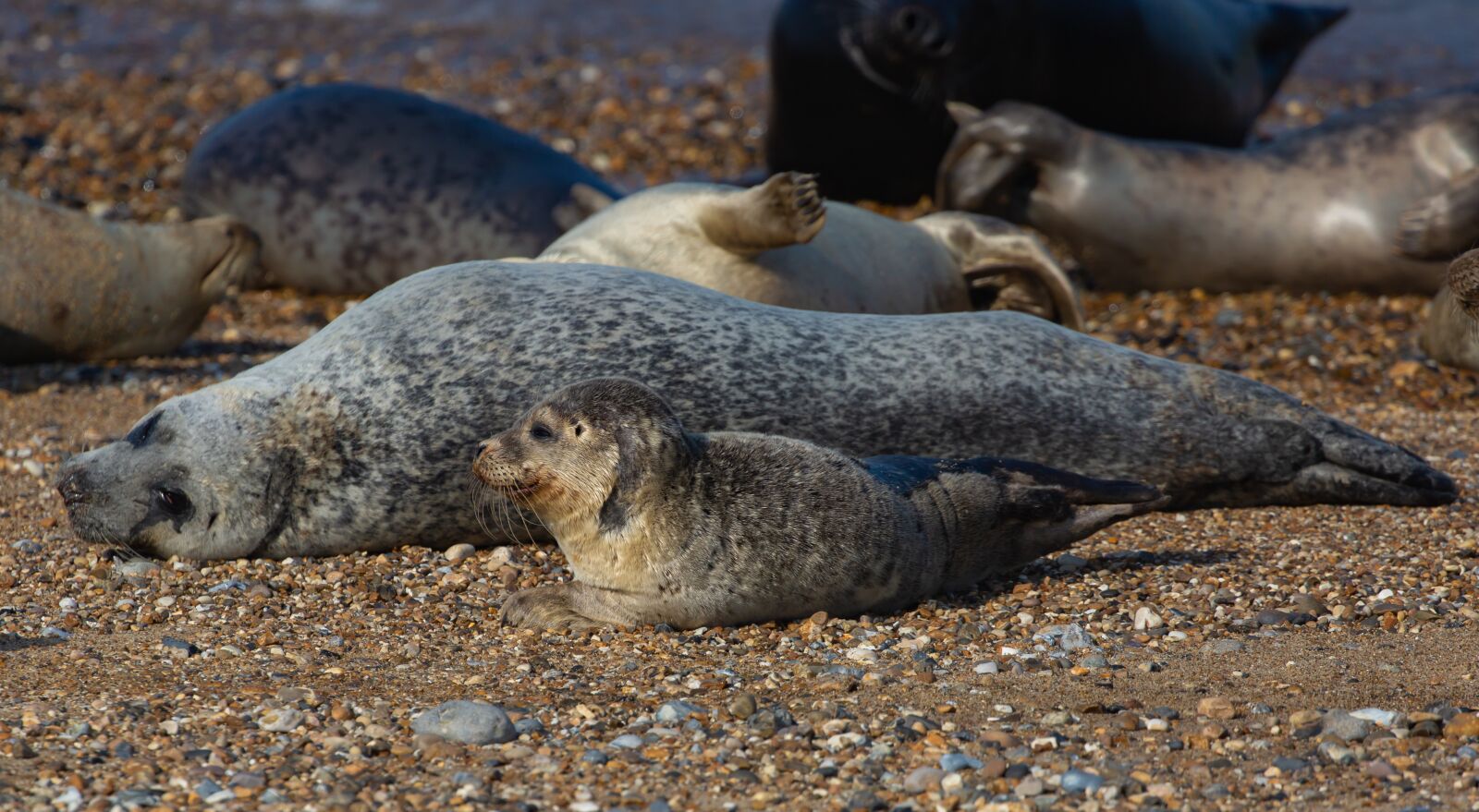 Canon EOS 5D Mark III sample photo. Harbor seals, seals, coast photography