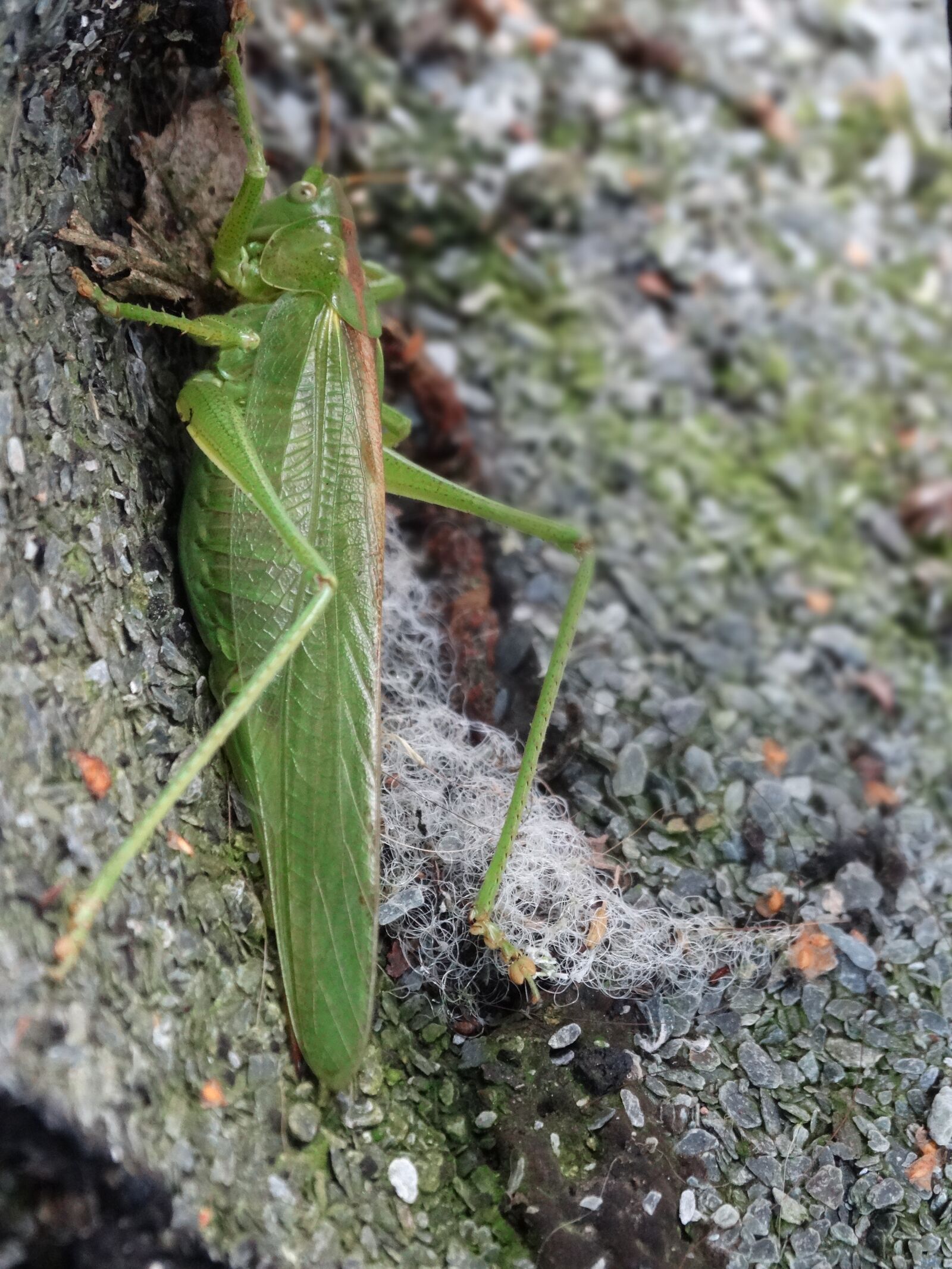 Sony Cyber-shot DSC-HX300 sample photo. Grasshopper, green, macro photography