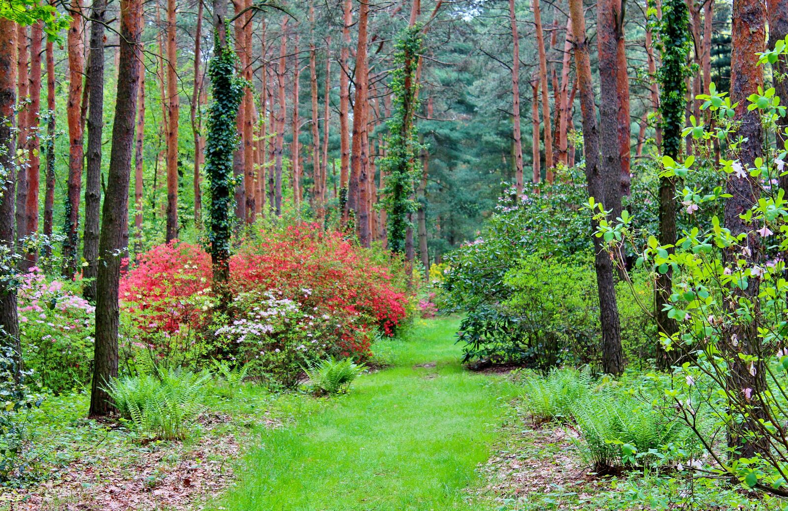 Canon EOS 650D (EOS Rebel T4i / EOS Kiss X6i) sample photo. Forest, arboretum, nature photography