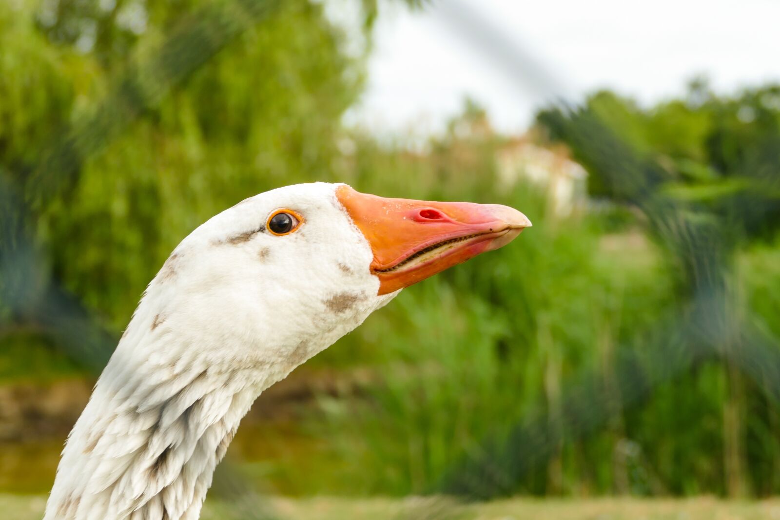 Panasonic Lumix DMC-FZ1000 sample photo. Goose, head, bird photography