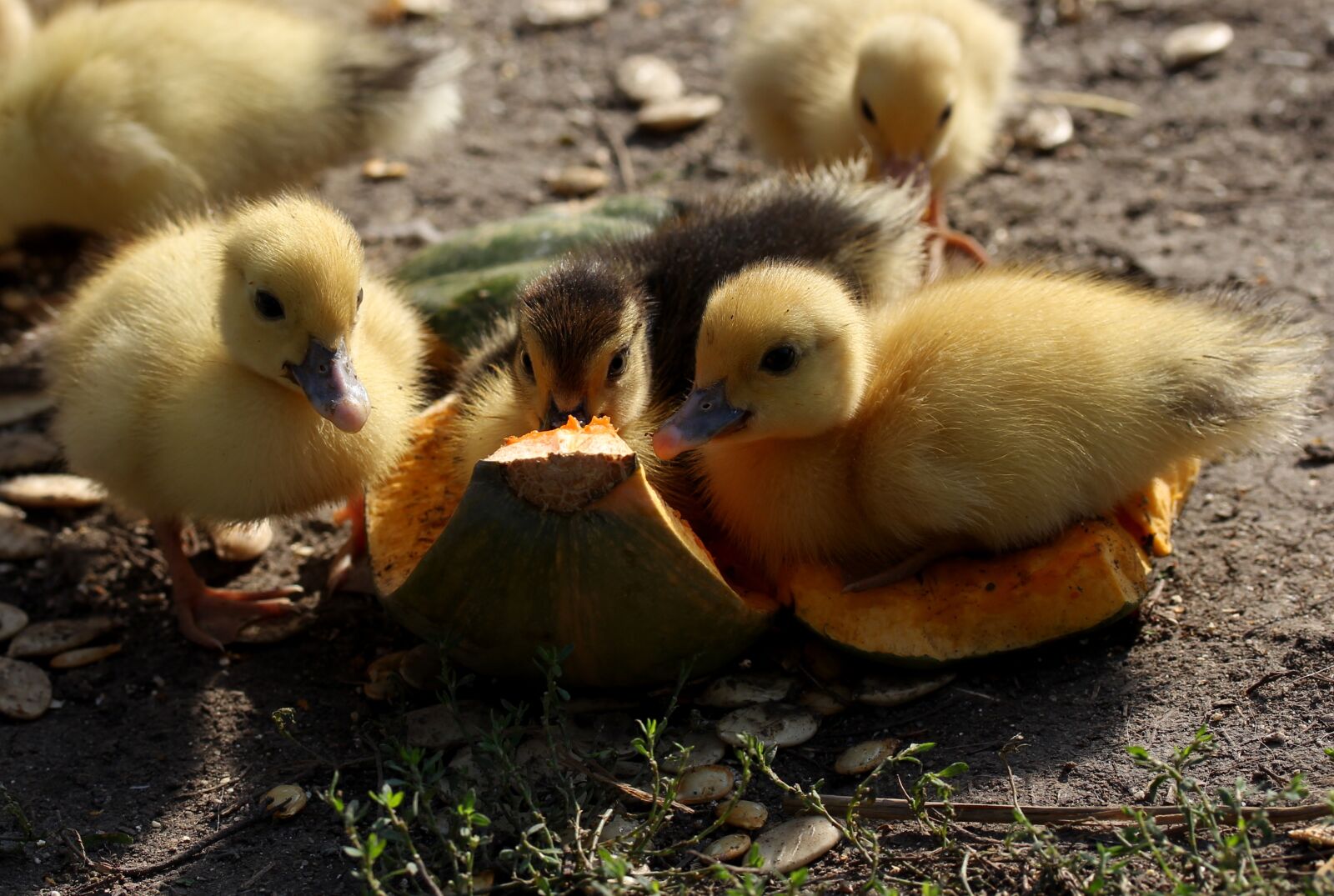 Canon EF-S 60mm F2.8 Macro USM sample photo. Duckling, fluffy, cute photography