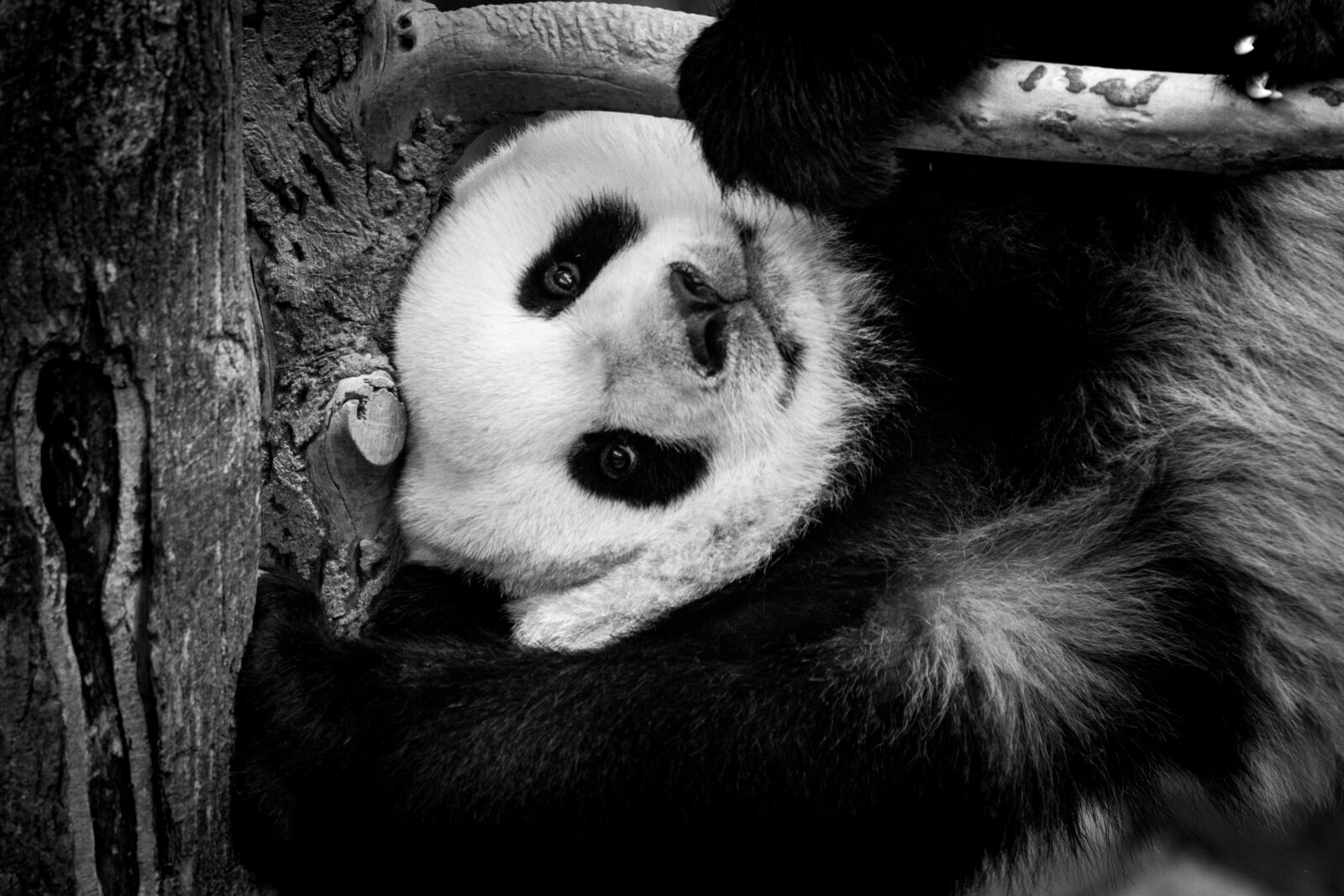 Nikon D500 sample photo. Panda, giant, zoo photography