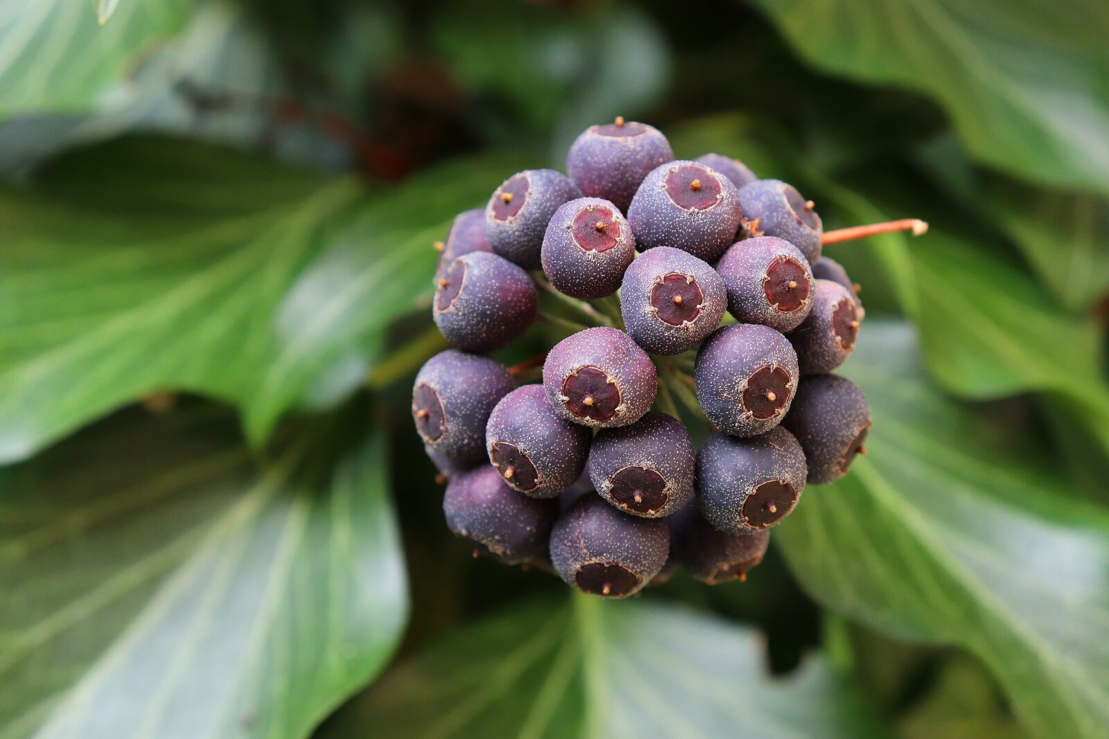 Canon EOS 800D (EOS Rebel T7i / EOS Kiss X9i) sample photo. Ivy, fruit, ivy fruit photography