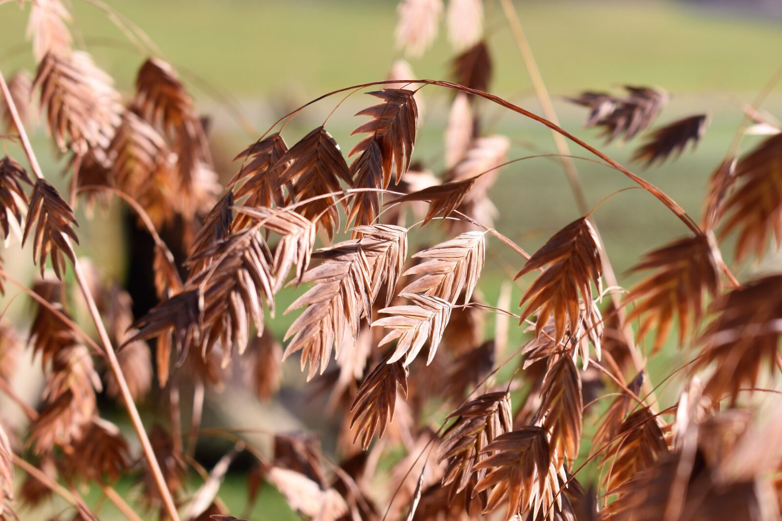 Nikon D5500 sample photo. Grass, nature, plant photography