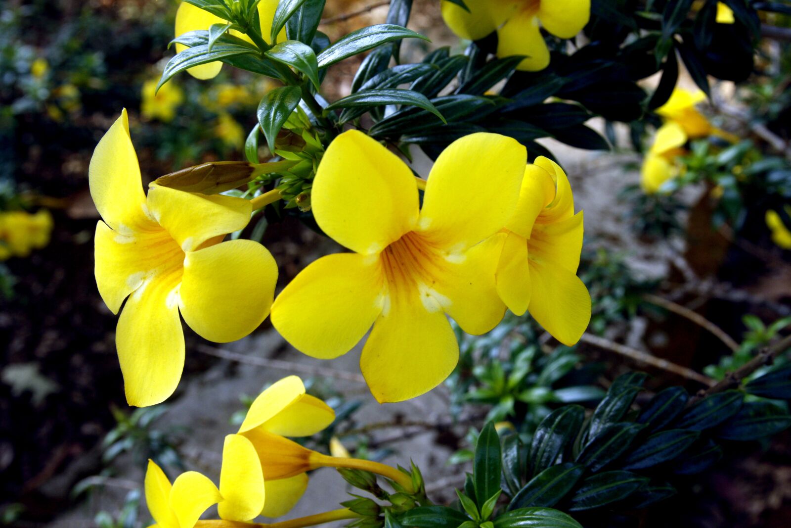 Canon EOS 50D sample photo. Yellow flowers, pentagrams, blooming photography