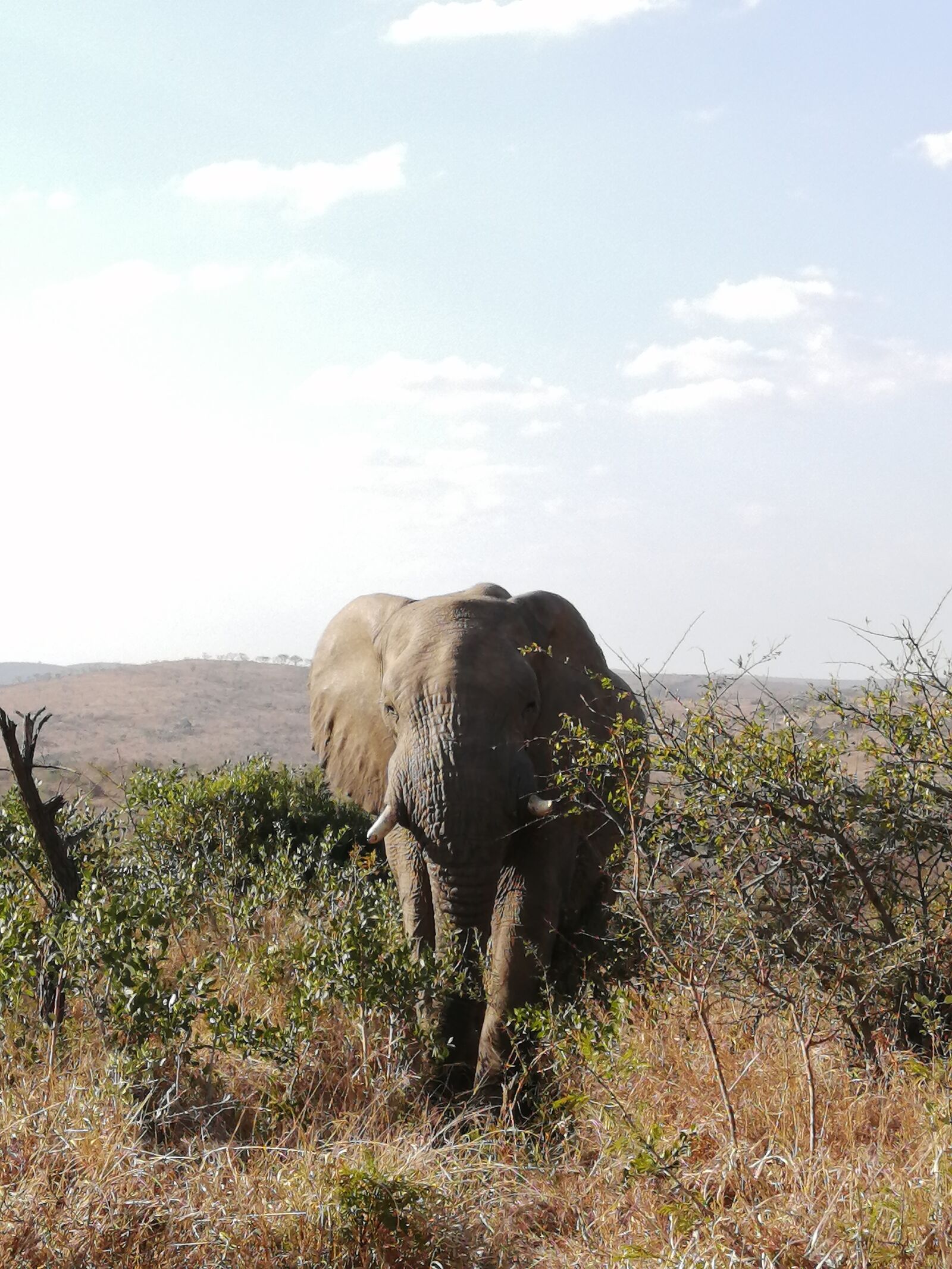 HUAWEI P30 LITE sample photo. Elephant, safari, africa photography
