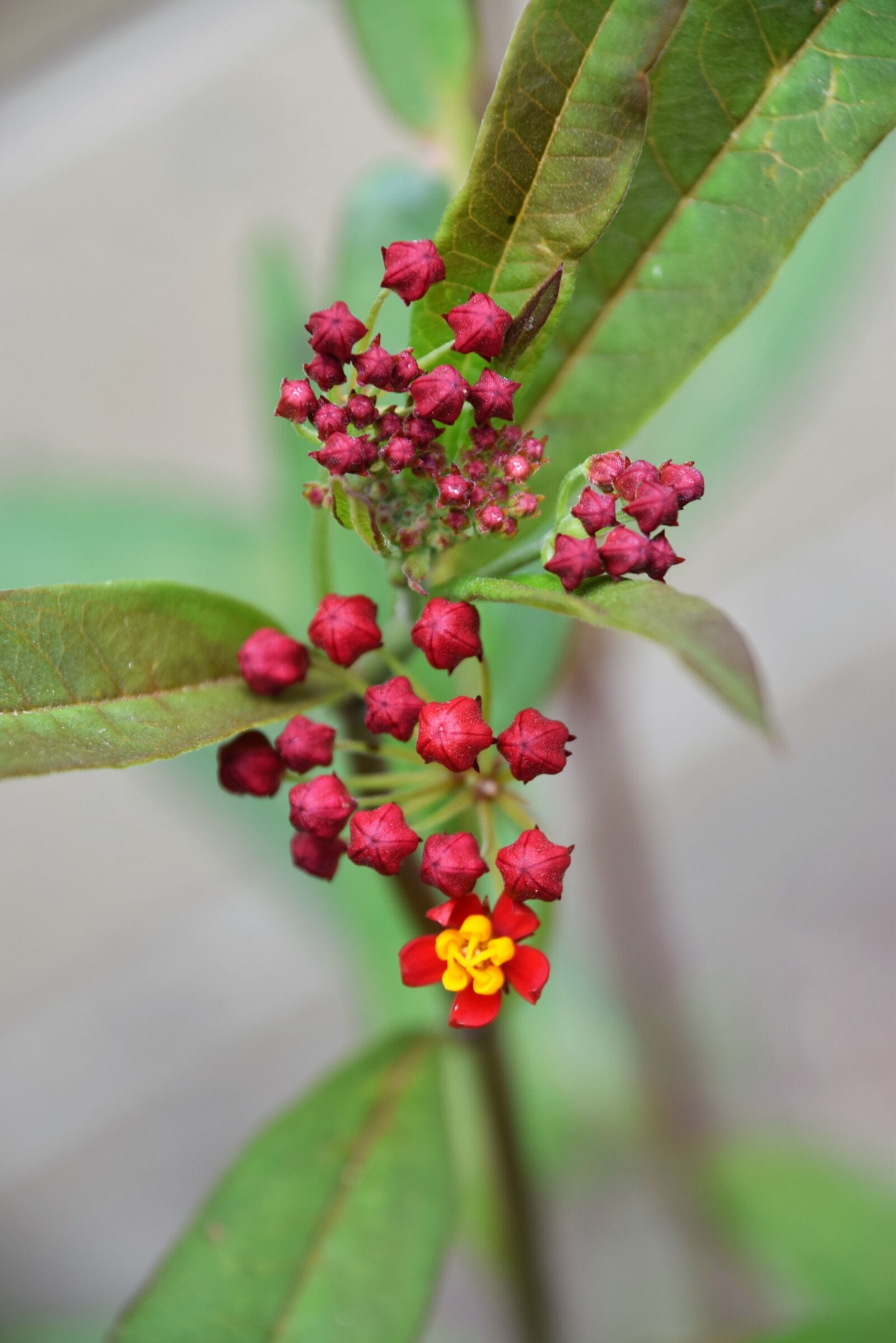 Nikon D3300 sample photo. Blooming, colorful, flowers photography