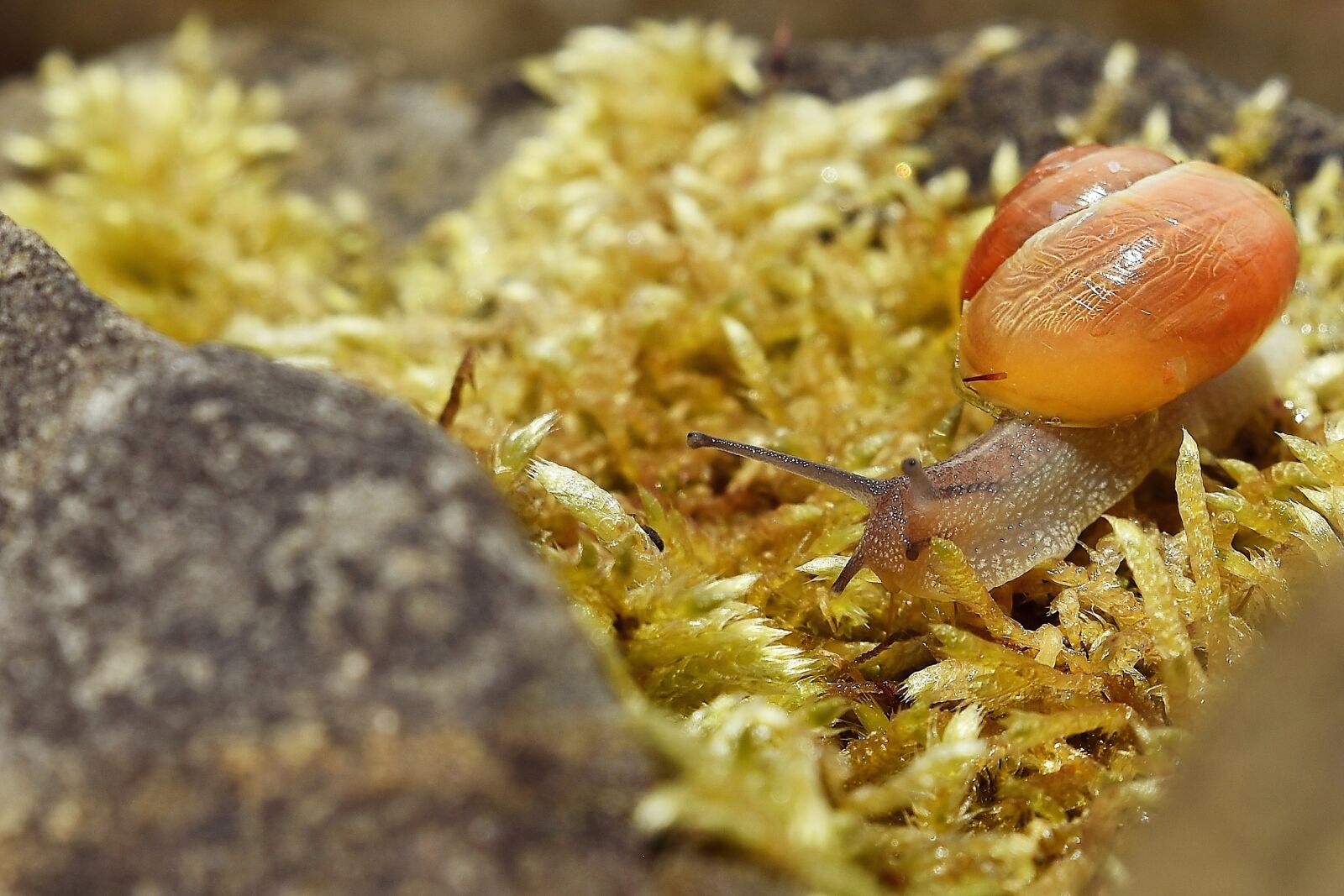 Nikon D7200 sample photo. Worm, conch, garden photography