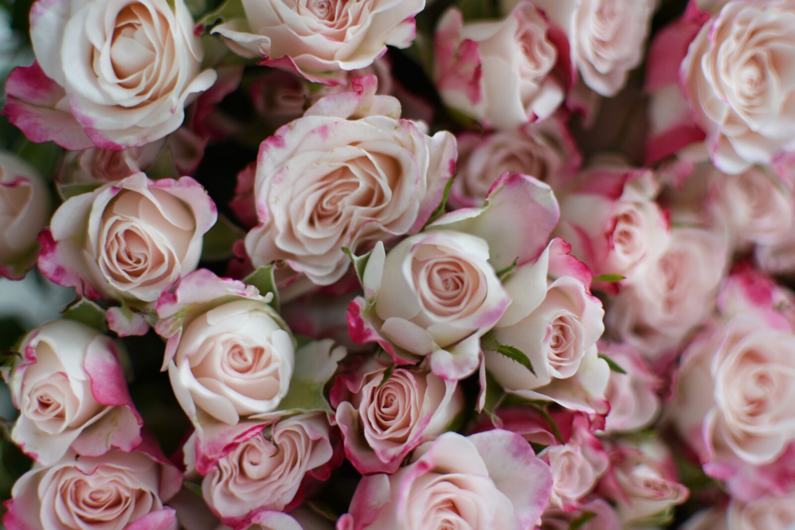 Nikon D3400 sample photo. Rose, bouquet, flowers photography