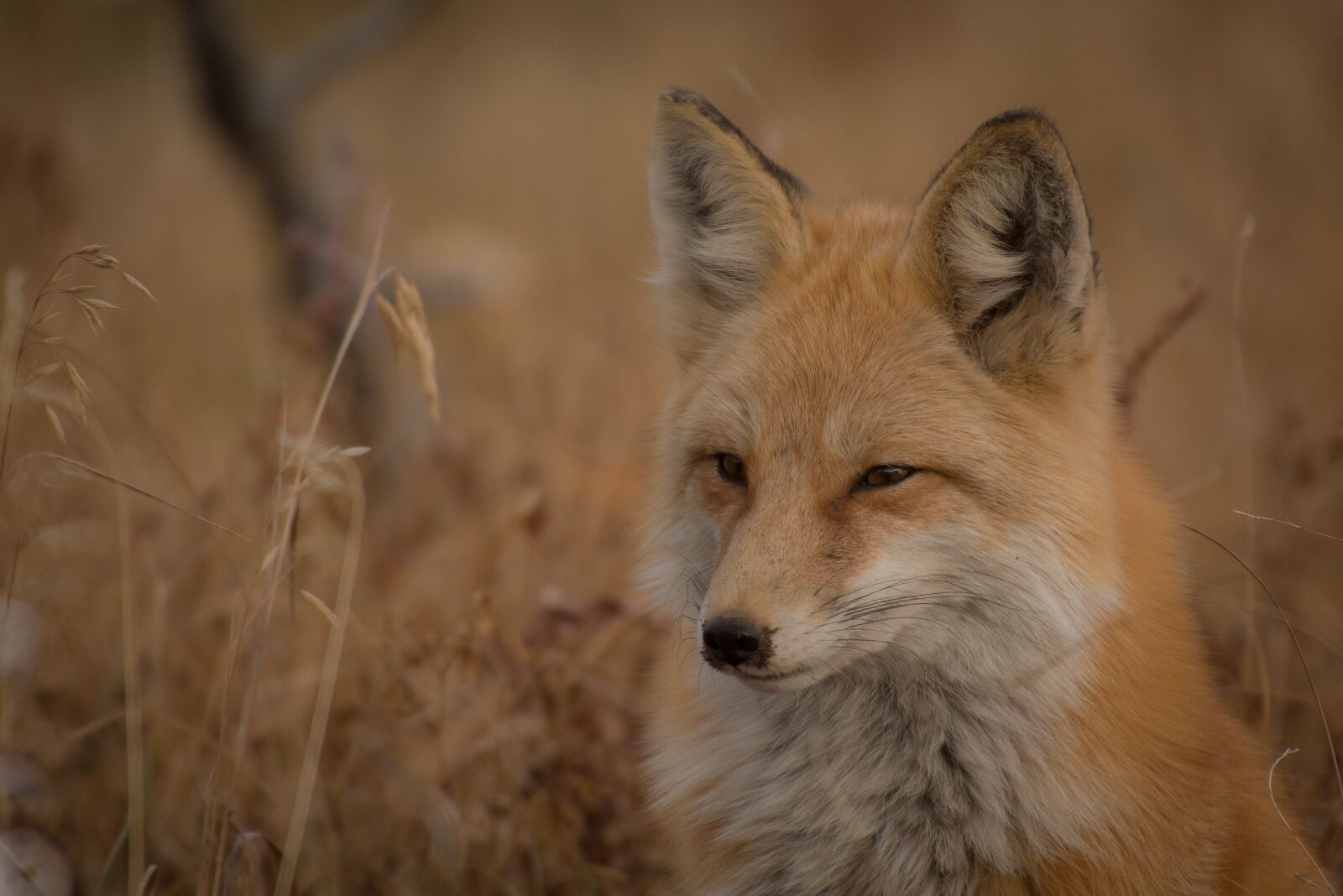 Nikon D750 sample photo. Animal, fox, canine photography