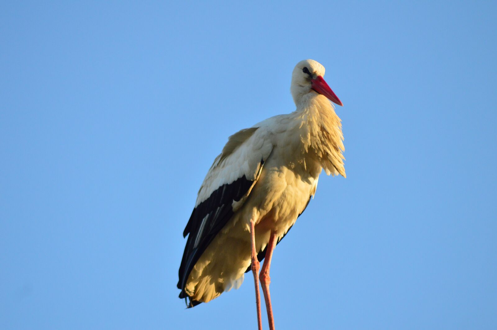 Nikon D3200 sample photo. Stork, bird, wings photography