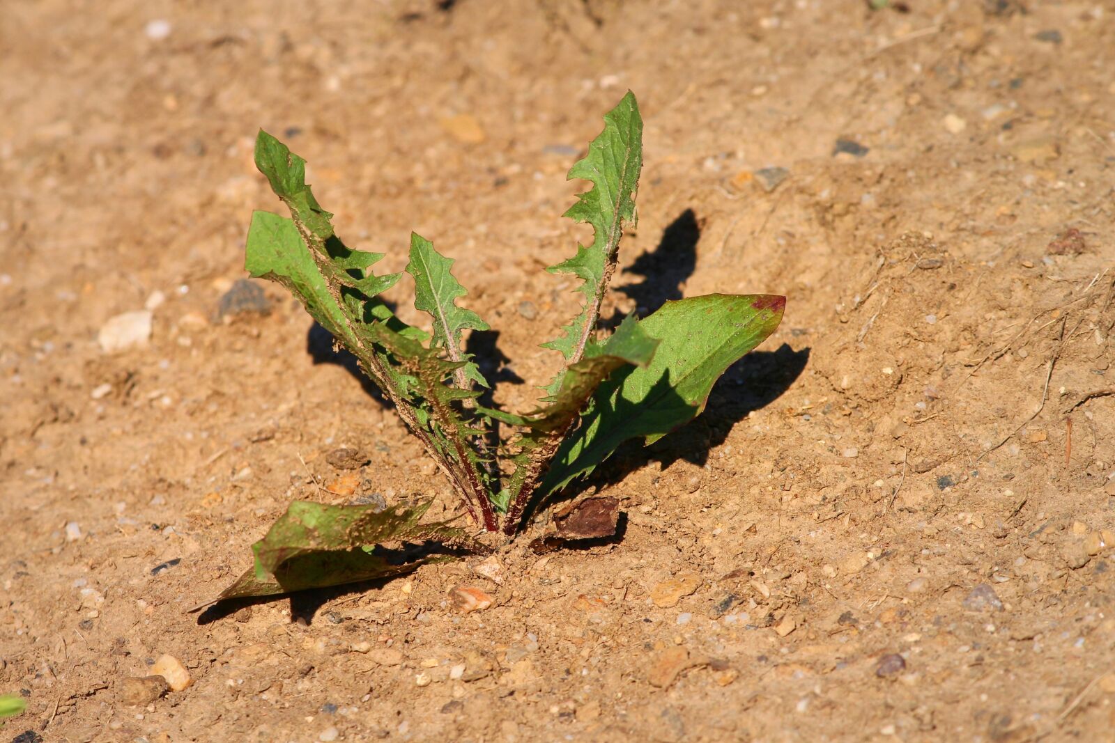 Canon EOS 1100D (EOS Rebel T3 / EOS Kiss X50) sample photo. Plant, drought, dandelion photography