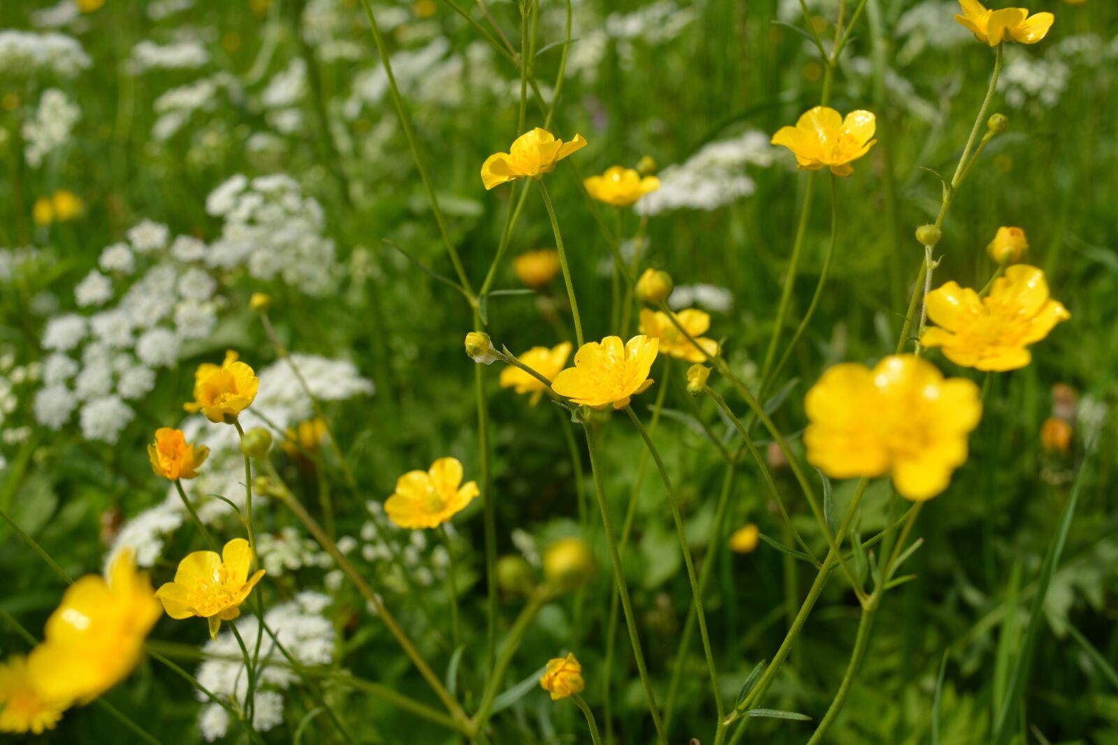 Nikon D5200 sample photo. Field meadow, meadow, flower photography