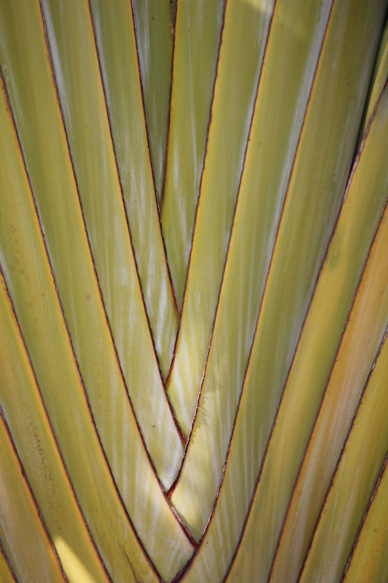 Canon EF-S 55-250mm F4-5.6 IS II sample photo. Palm, background, green photography