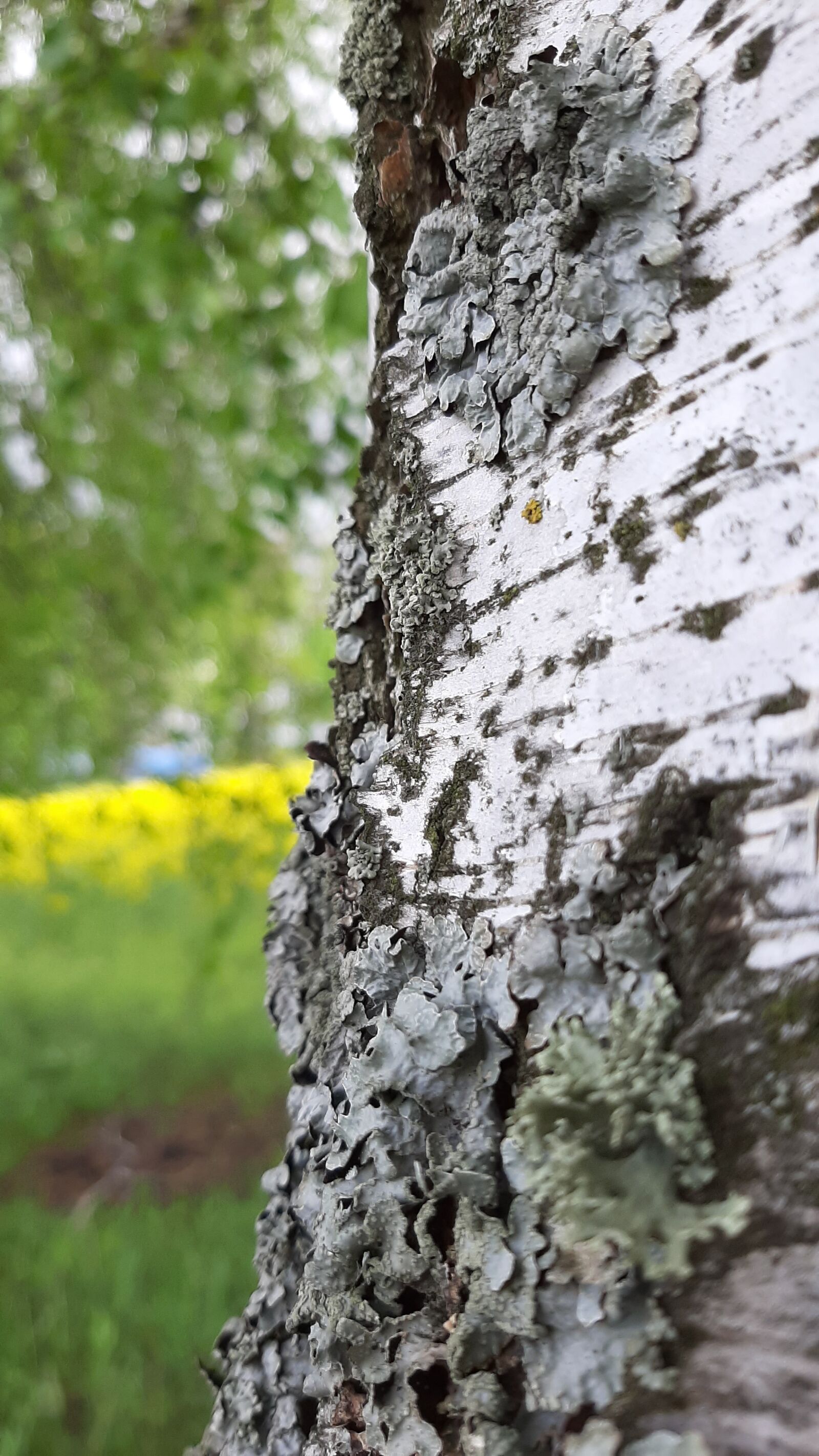 Samsung Galaxy A50 sample photo. Birch, tree, nature photography
