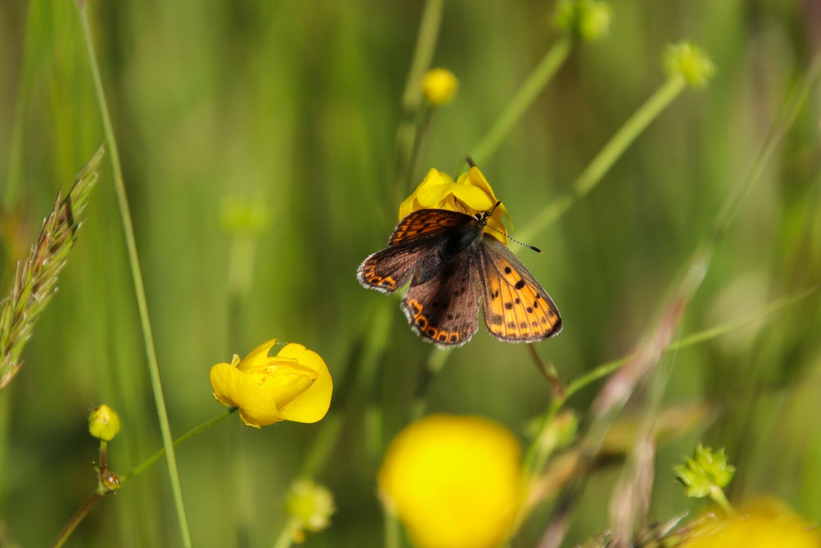 Canon EOS 800D (EOS Rebel T7i / EOS Kiss X9i) sample photo. Butterfly, orange, brown photography