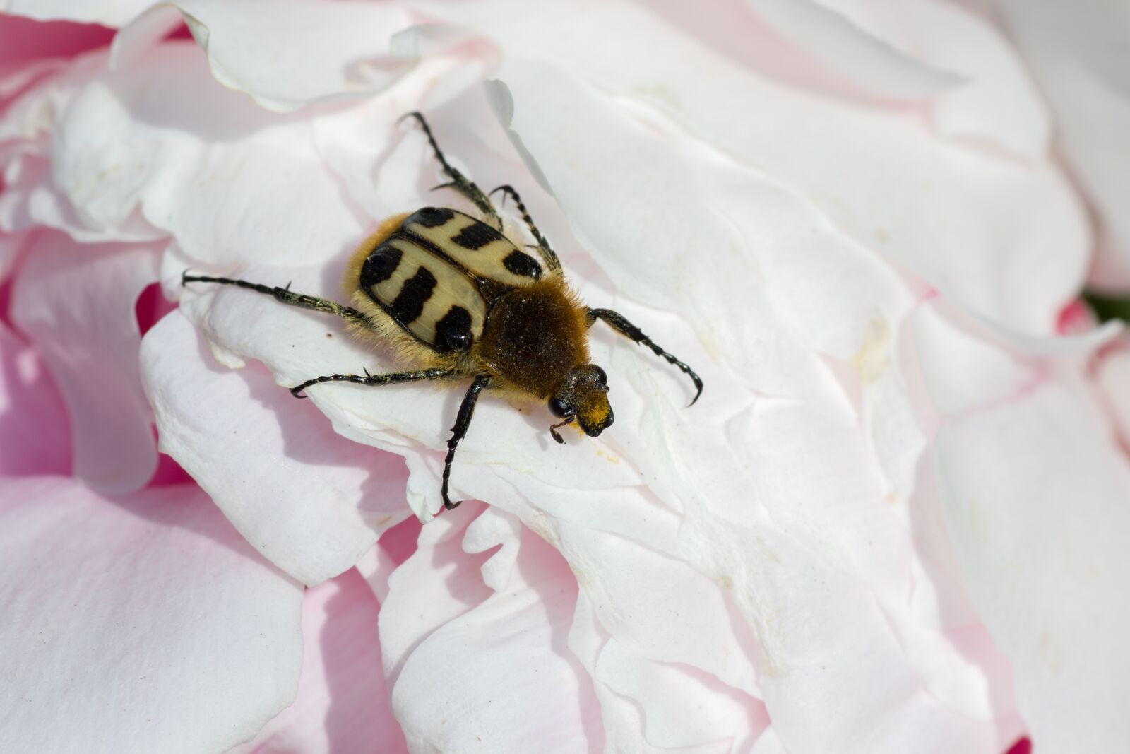 Canon EOS 7D Mark II sample photo. Brush beetle, trichius, peony photography
