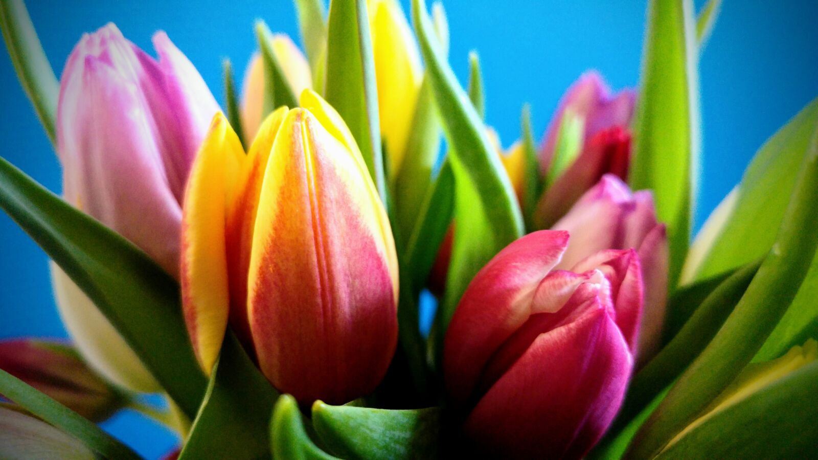 LG G4 sample photo. Tulip, nature, plant photography