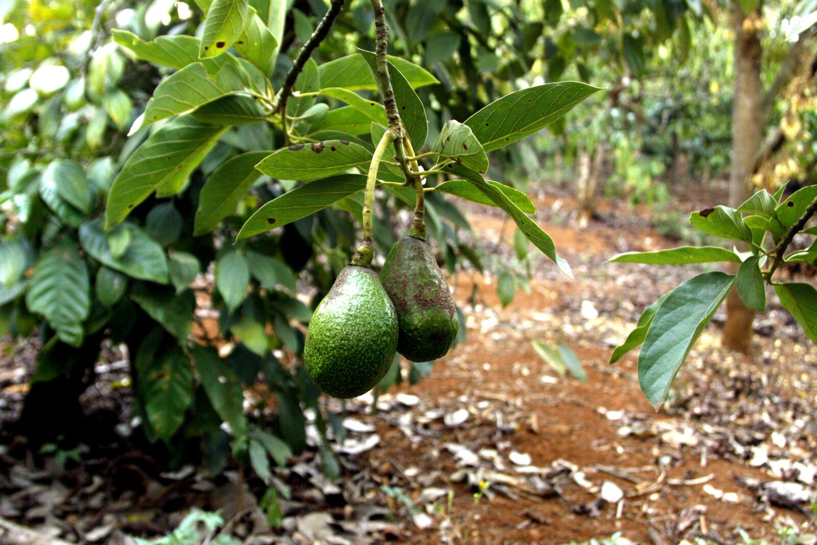 Canon EOS 50D sample photo. Avocado, avocado in the photography