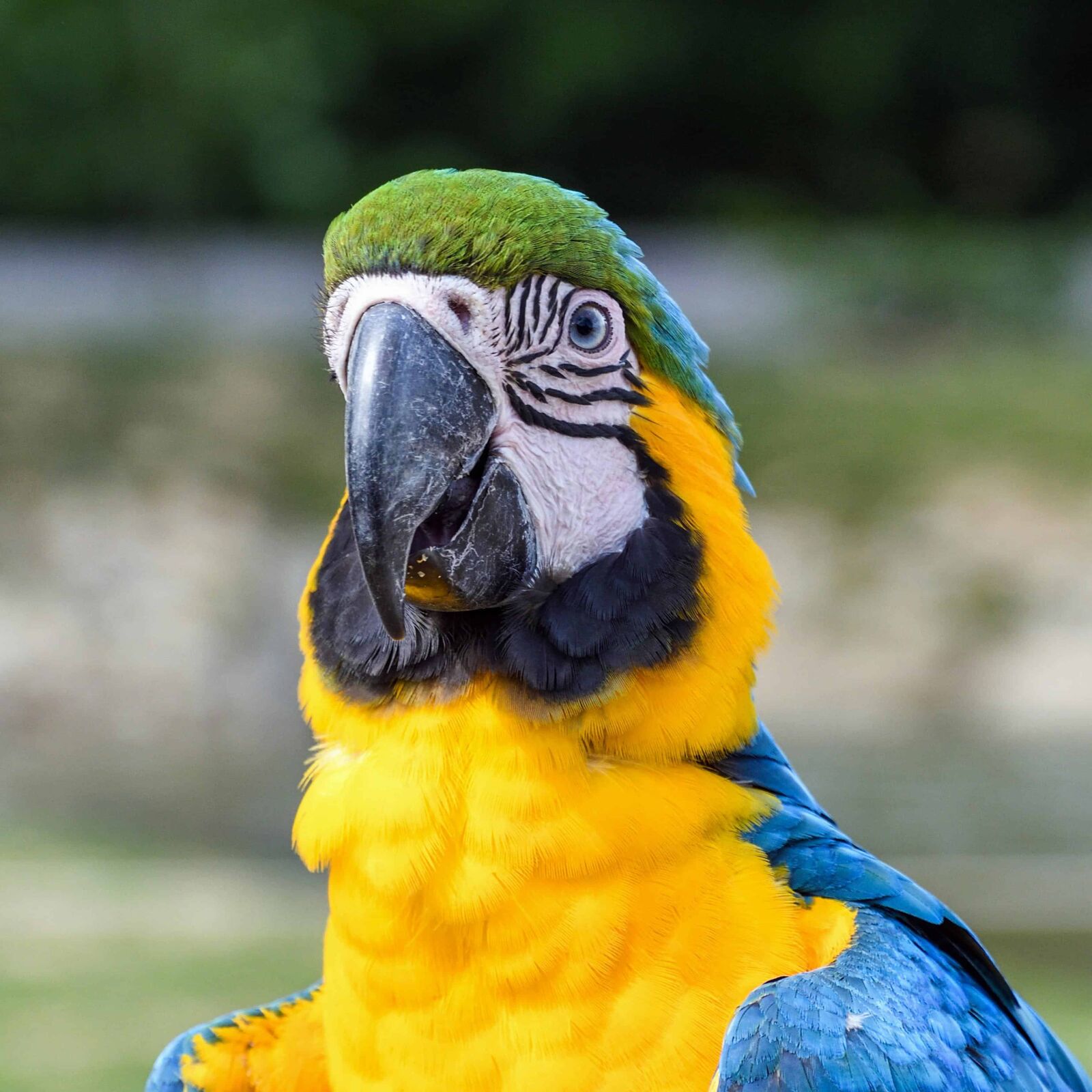 Nikon D500 sample photo. Beak, feather, bird, wild photography