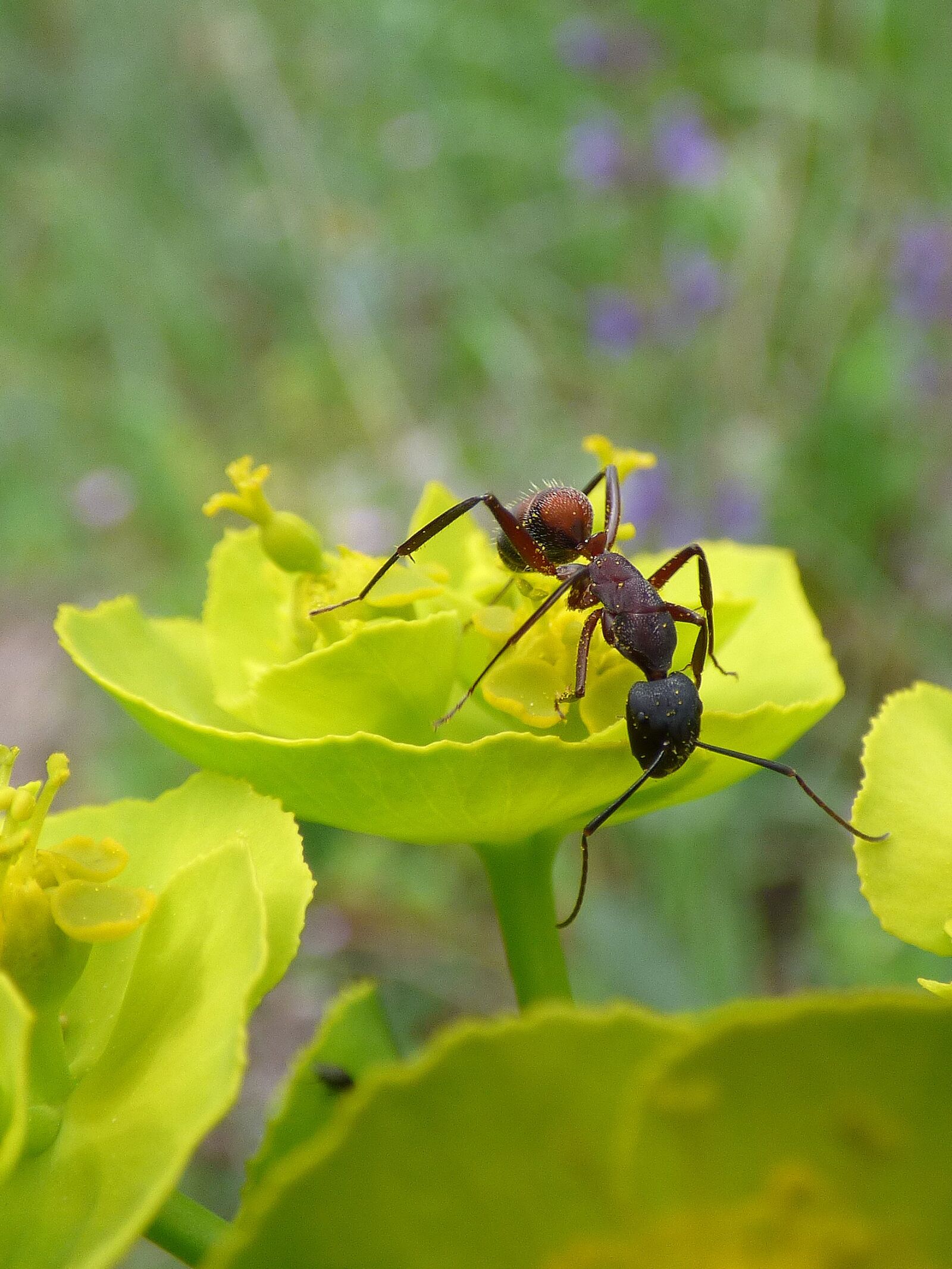 Panasonic Lumix DMC-FZ70 sample photo. Ant, flower, detail photography