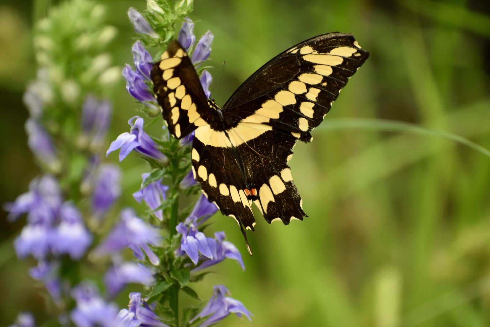 Nikon D3400 sample photo. Swallowtail, butterfly, nature photography