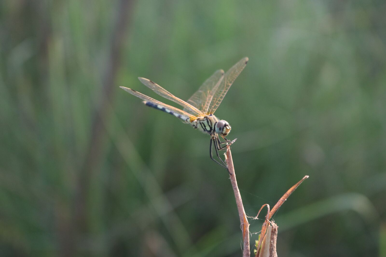 Canon EOS 80D sample photo. Dragonfly, bug, macro photography
