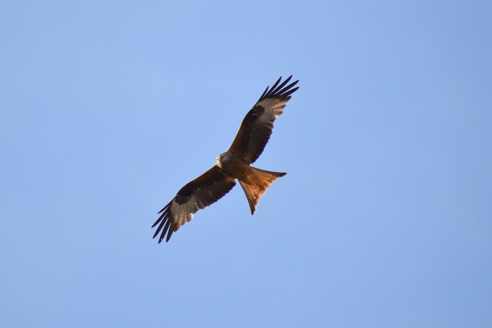 Nikon D3500 sample photo. Red kite, milan, raptor photography