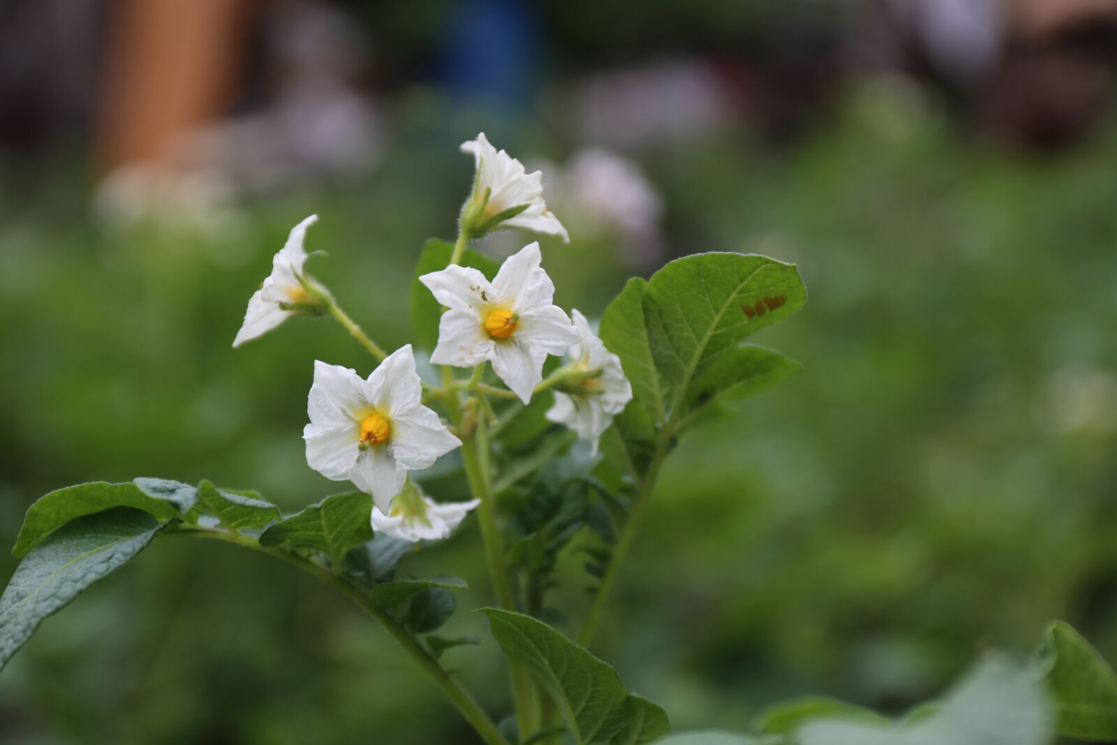 Canon EF 24-70mm F4L IS USM sample photo. Potatoes, flowers, potato photography