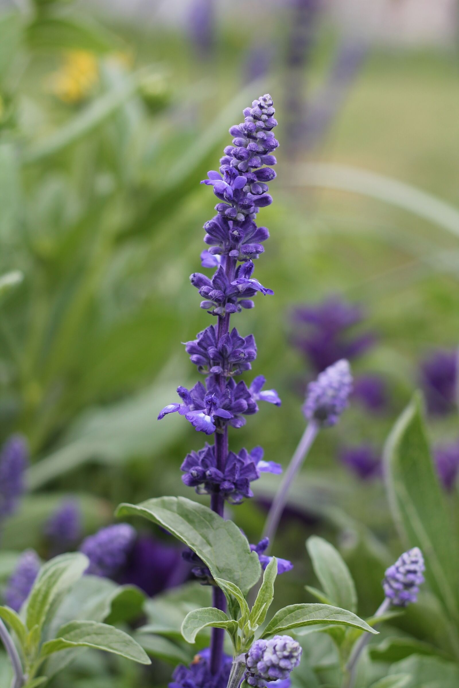 Canon EOS 1100D (EOS Rebel T3 / EOS Kiss X50) + Canon EF 50mm F1.8 II sample photo. Nature, purple, flower photography