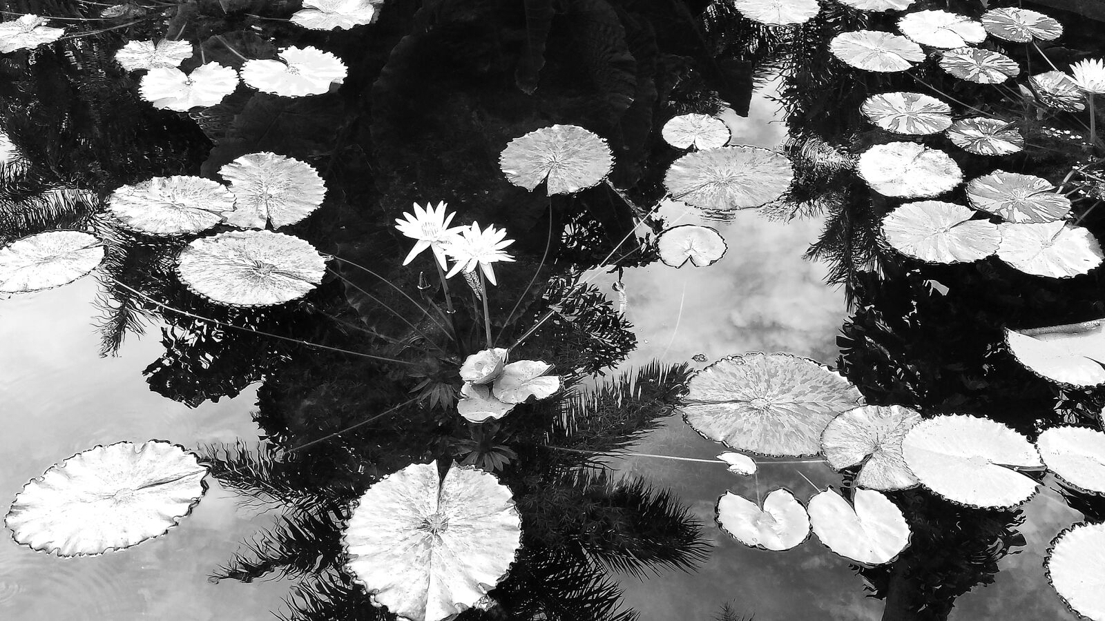Samsung Galaxy S4 sample photo
