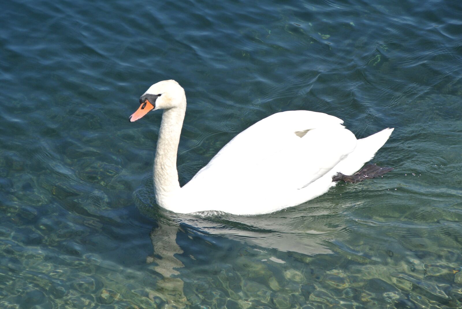 Nikon 1 J2 sample photo. Swan, lake, swim photography