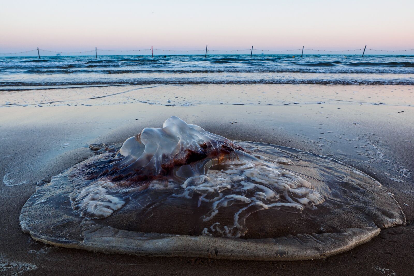 Olympus OM-D E-M1 + Olympus M.Zuiko Digital ED 12-40mm F2.8 Pro sample photo. The sea, beach, jellyfish photography