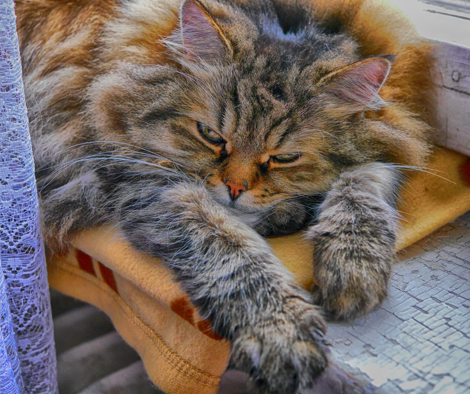 Panasonic Lumix DMC-G6 sample photo. Cat, kitten, pet photography