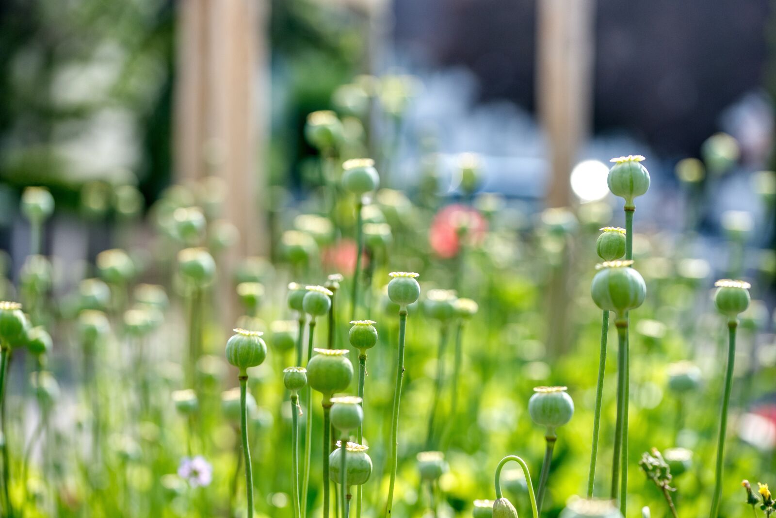 Nikon D750 sample photo. Poppy capsules, poppies, faded photography