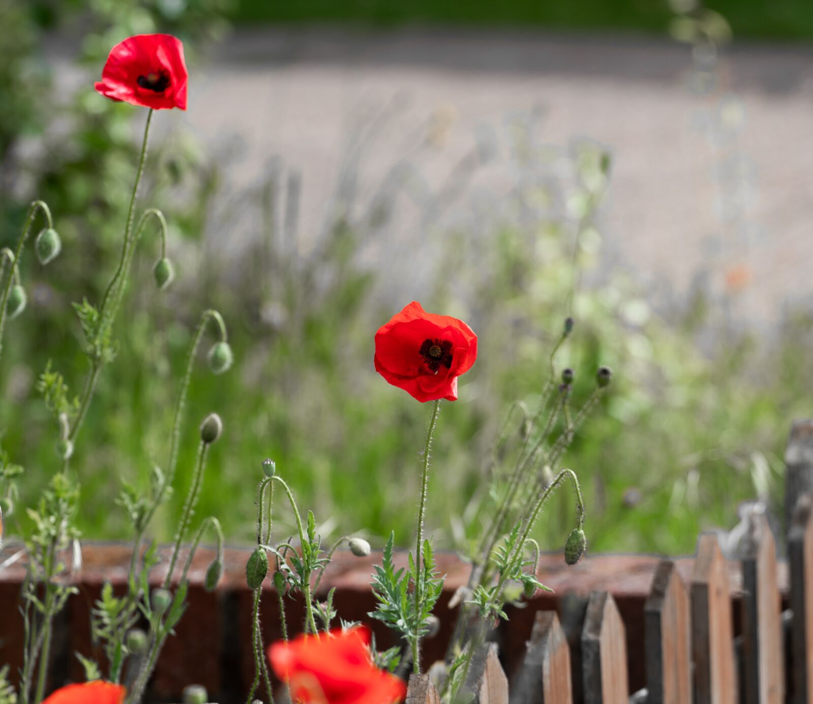 Canon EOS 1300D (EOS Rebel T6 / EOS Kiss X80) + Canon EF 70-200mm F4L USM sample photo. Poppy, red flowers, sunshine photography