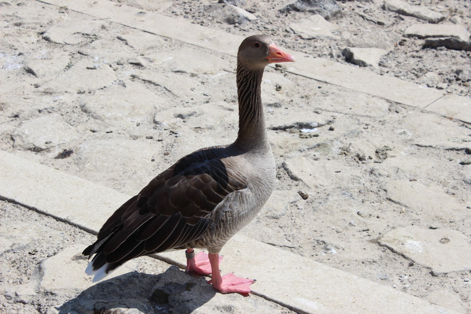 Canon EOS 600D (Rebel EOS T3i / EOS Kiss X5) sample photo. Nature, bird, animal photography